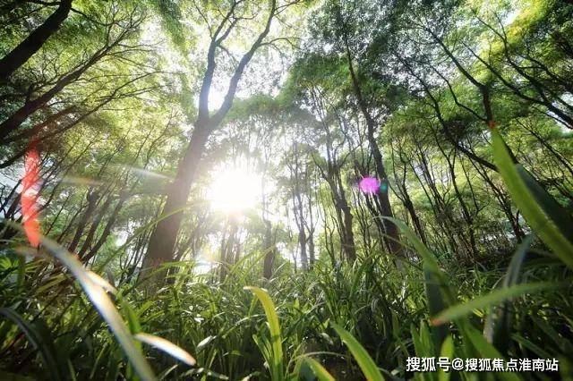 @中鹰黑森林 普陀中鹰黑森林官方售楼处发布：一生只搬一次家！(图6)